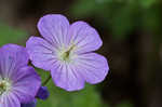 Wild geranium